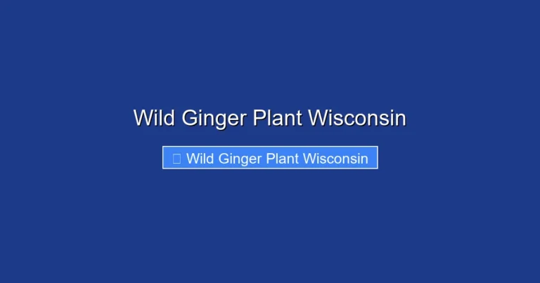 Wild Ginger Plant Wisconsin