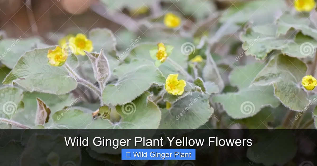 Wild Ginger Plant Yellow Flowers