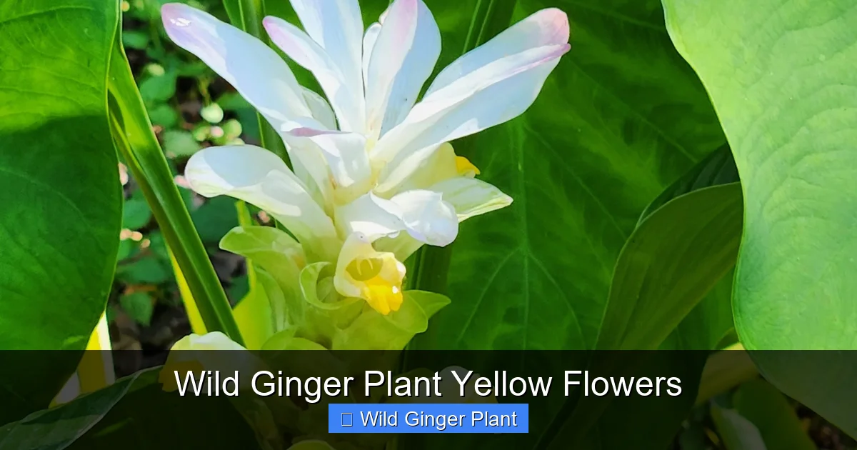 Wild Ginger Plant Yellow Flowers