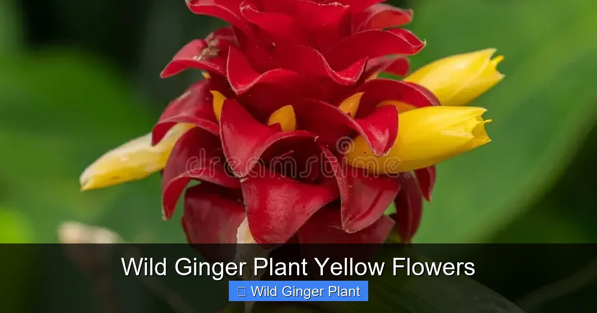 Wild Ginger Plant Yellow Flowers