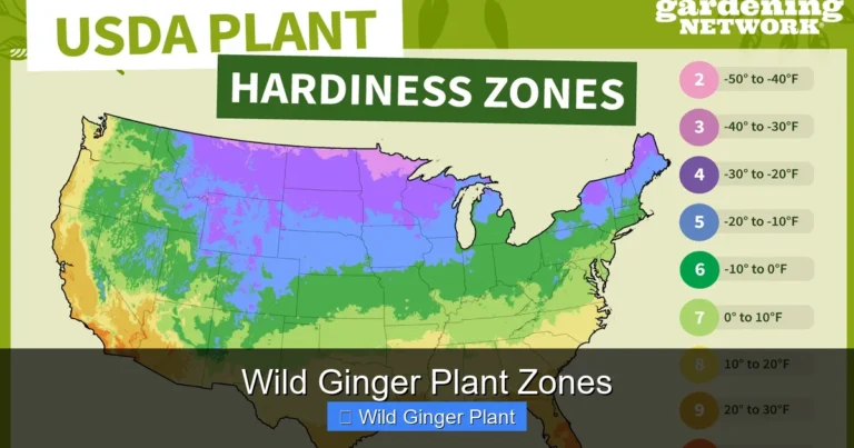 Wild Ginger Plant Zones