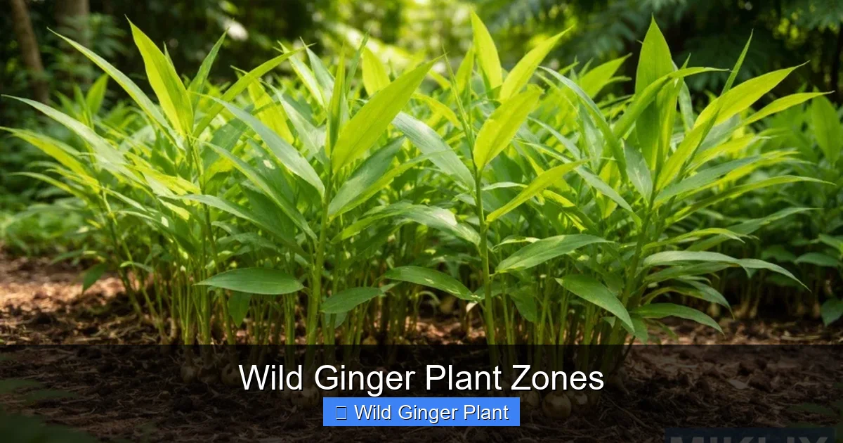 Wild Ginger Plant Zones