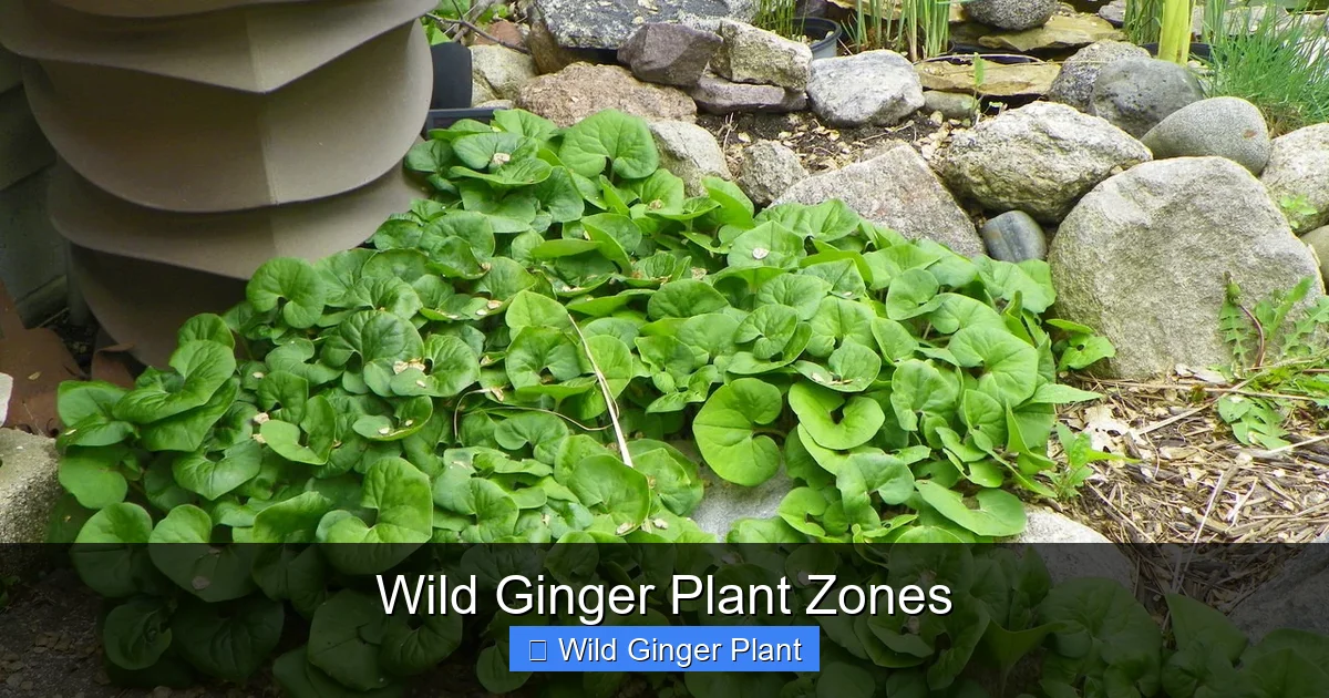 Wild Ginger Plant Zones