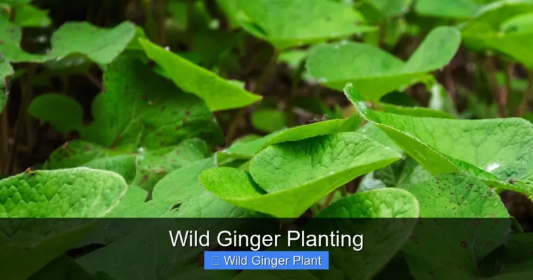 Wild Ginger Planting