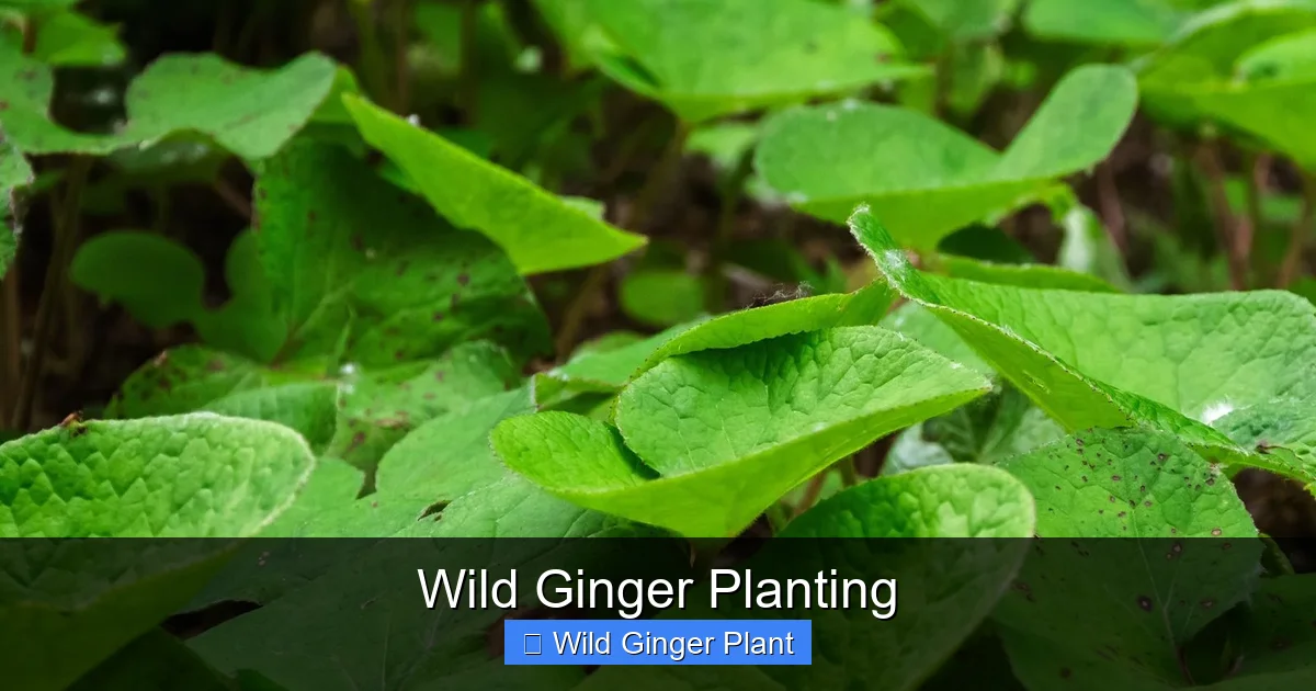Wild Ginger Planting
