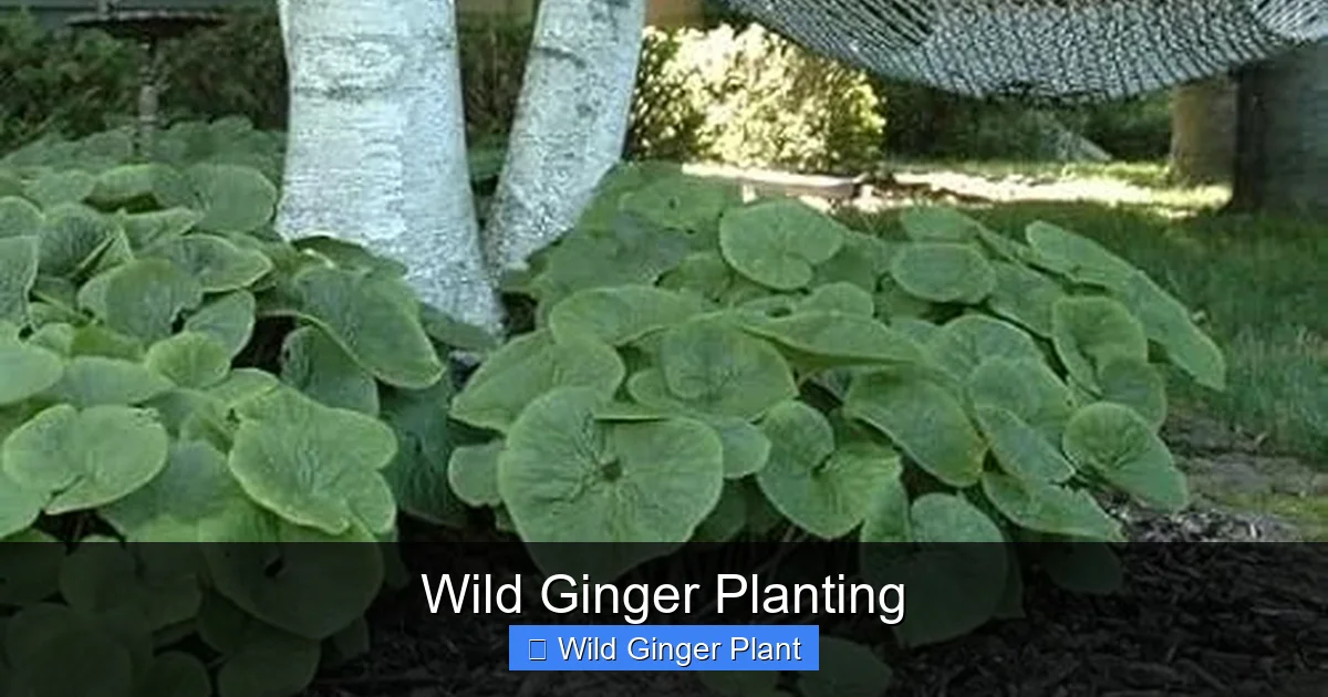 Wild Ginger Planting