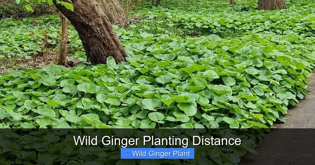 Wild Ginger Planting Distance