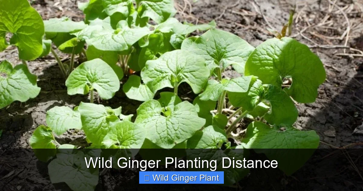 Wild Ginger Planting Distance