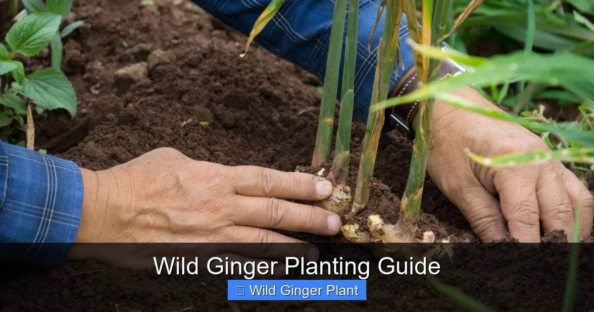Wild Ginger Planting Guide
