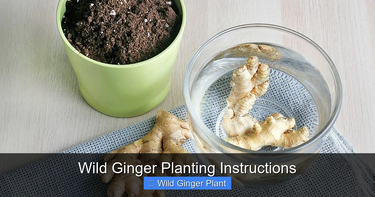 Wild Ginger Planting Instructions