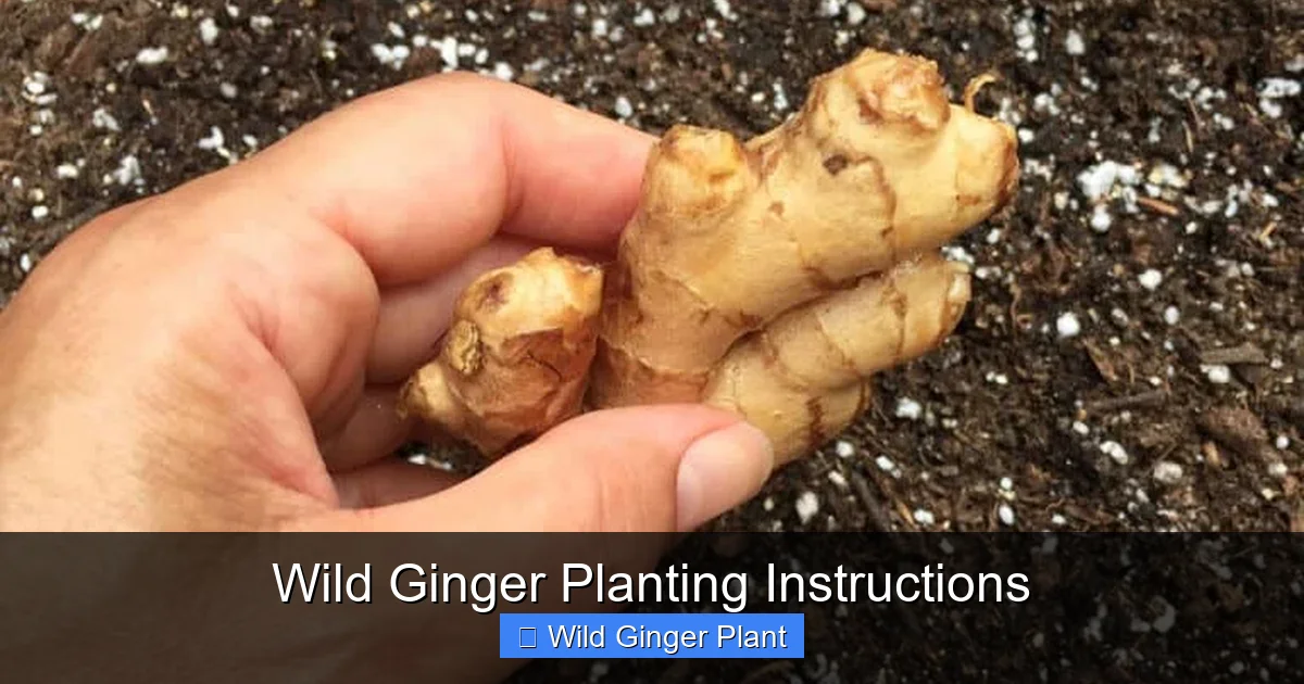 Wild Ginger Planting Instructions