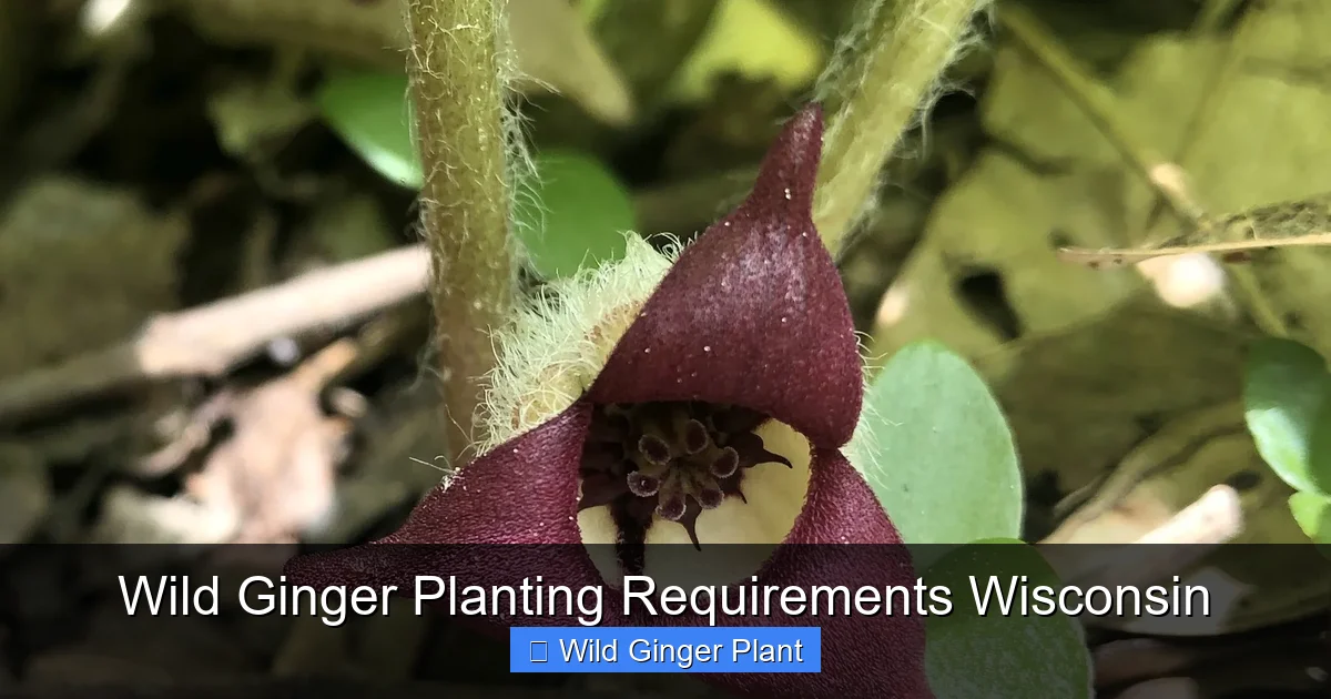 Wild Ginger Planting Requirements Wisconsin