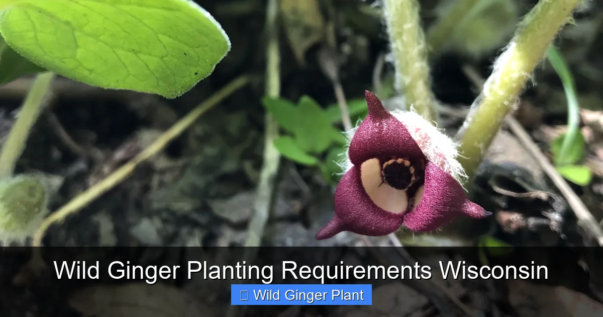 Wild Ginger Planting Requirements Wisconsin