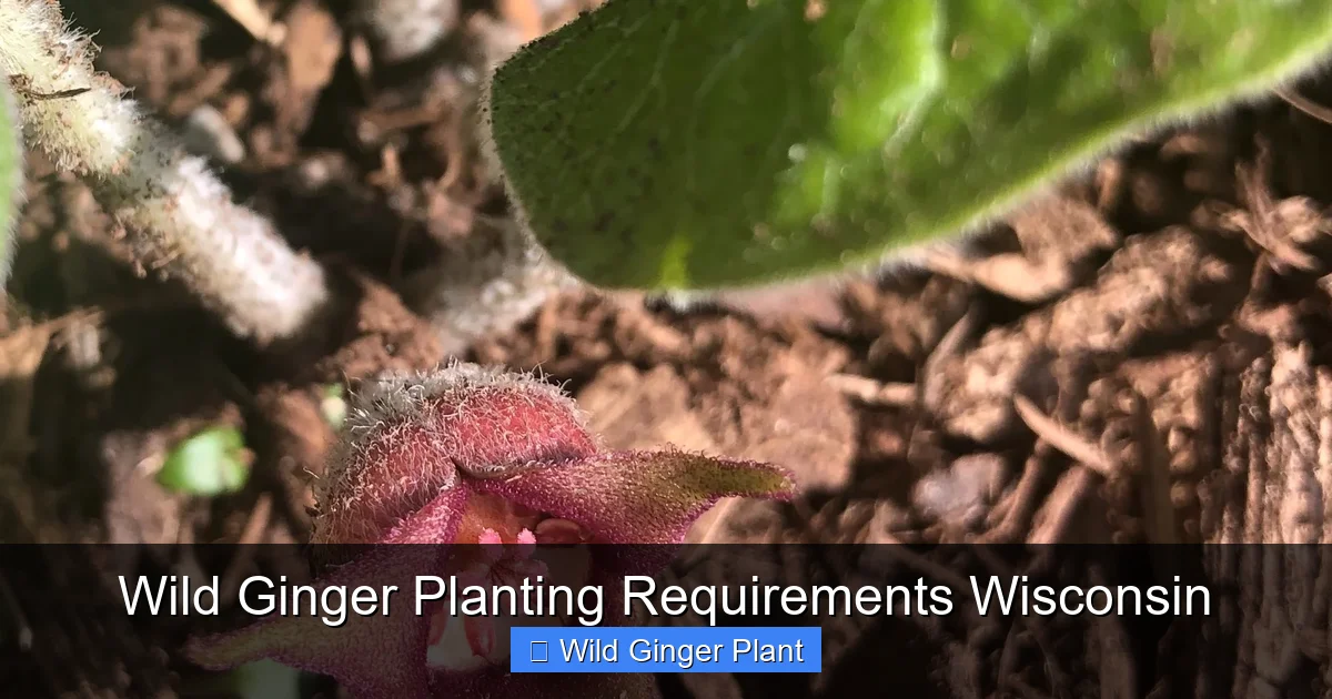 Wild Ginger Planting Requirements Wisconsin