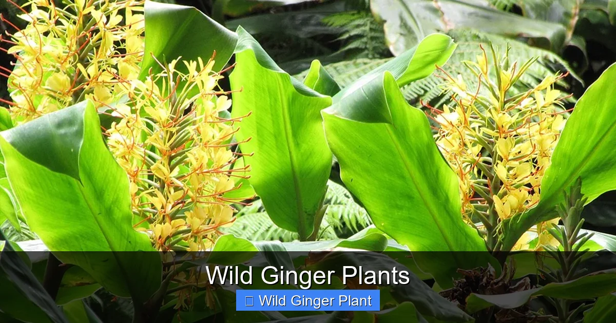 Wild Ginger Plants