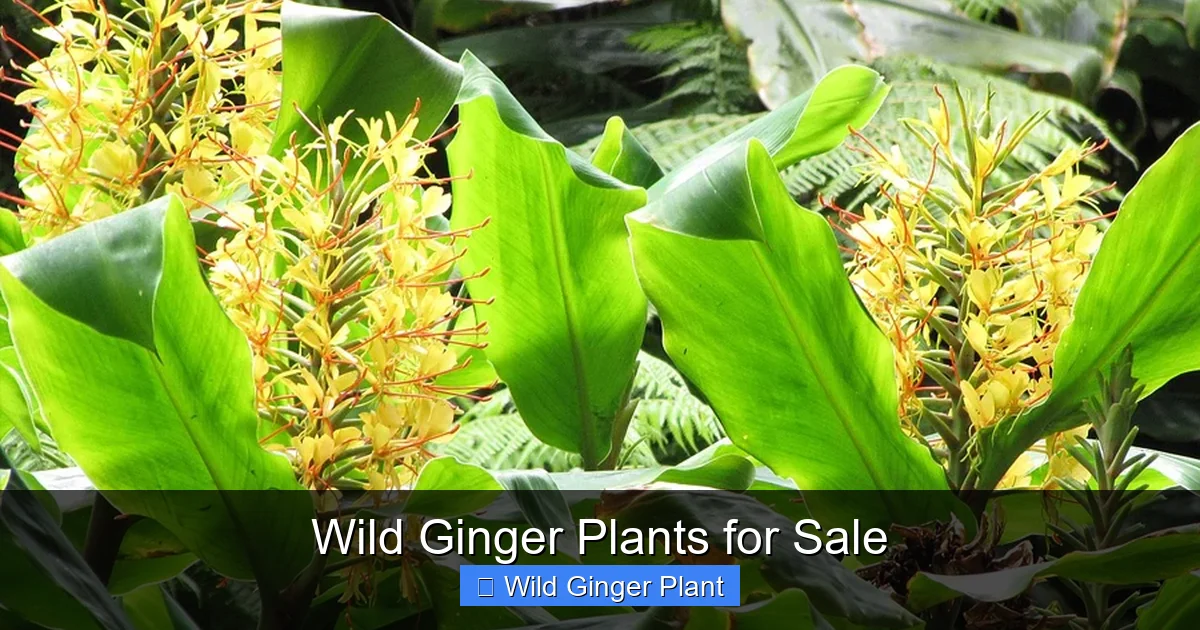 Wild Ginger Plants for Sale