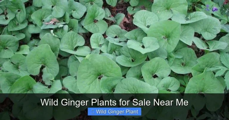 Wild Ginger Plants for Sale Near Me