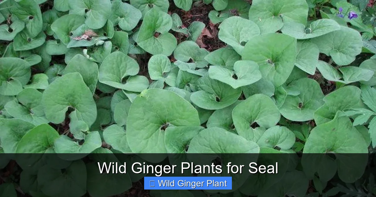 Wild Ginger Plants for Seal