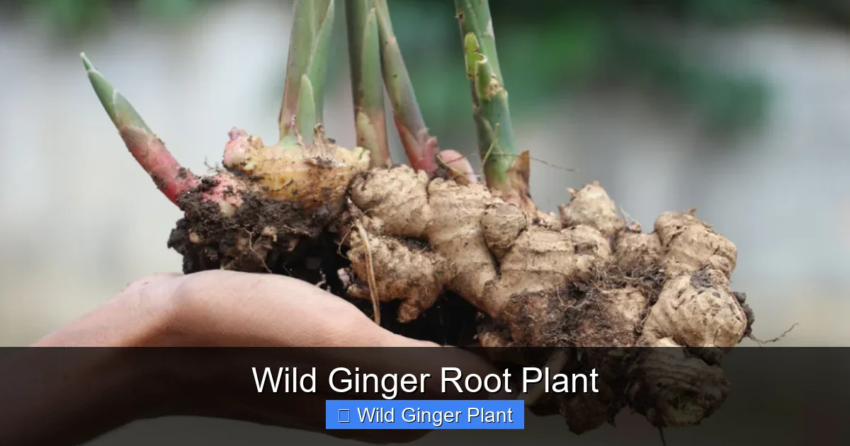Wild Ginger Root Plant