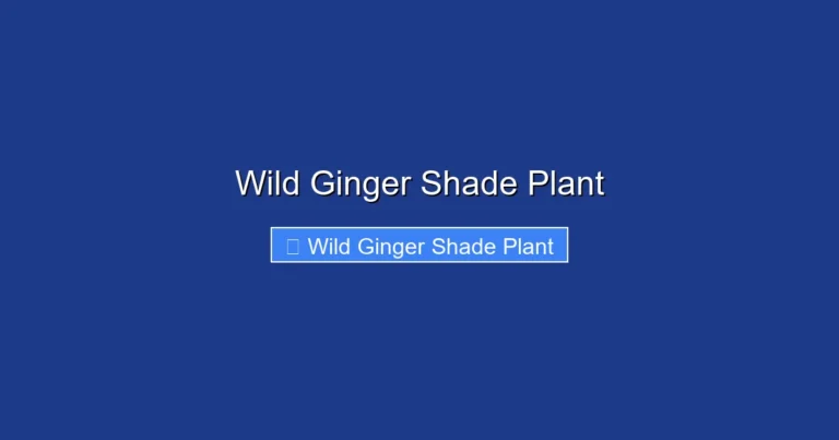 Wild Ginger Shade Plant