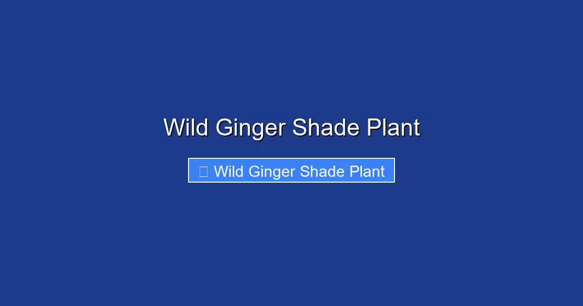Wild Ginger Shade Plant