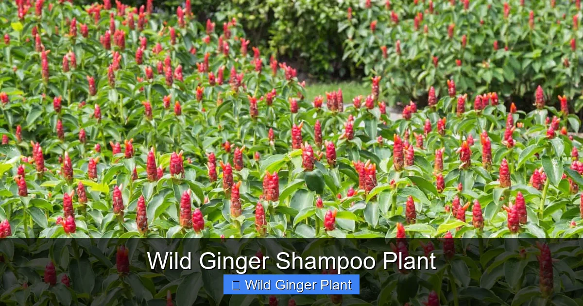 Wild Ginger Shampoo Plant