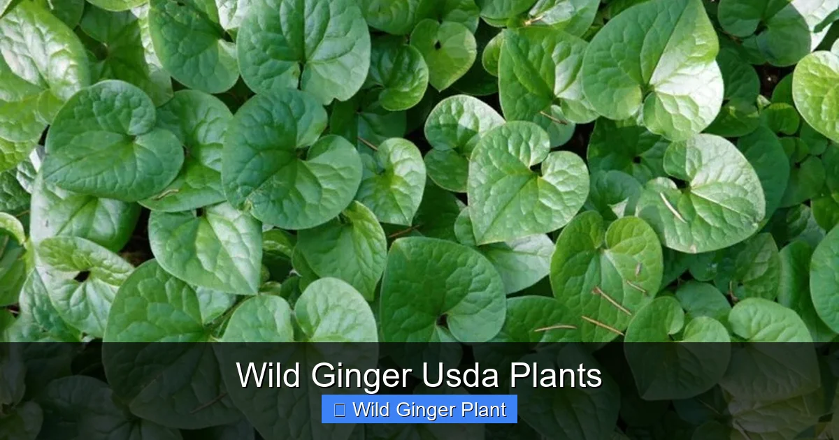 Wild Ginger Usda Plants