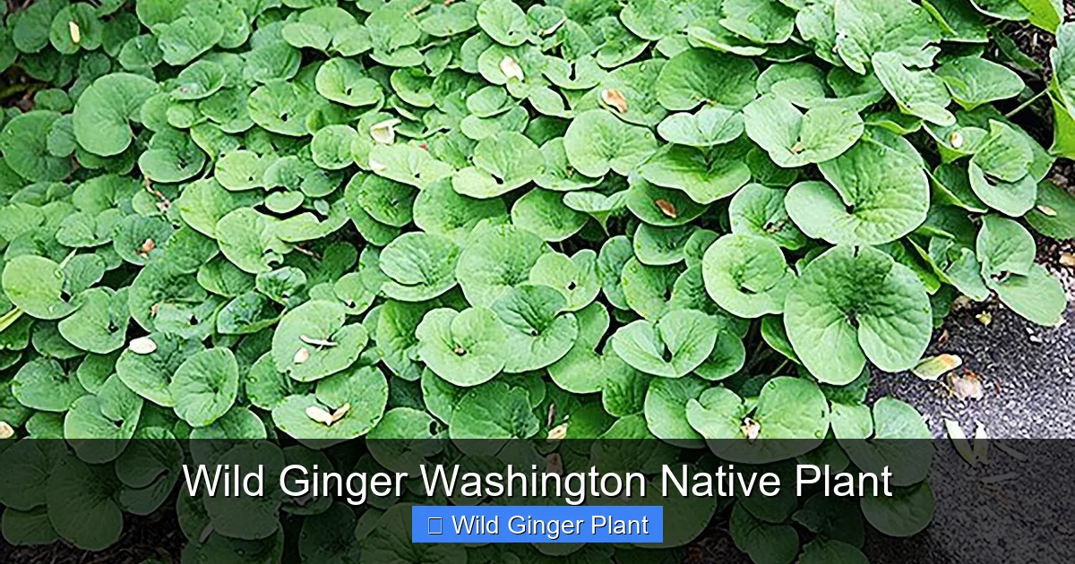 Wild Ginger Washington Native Plant