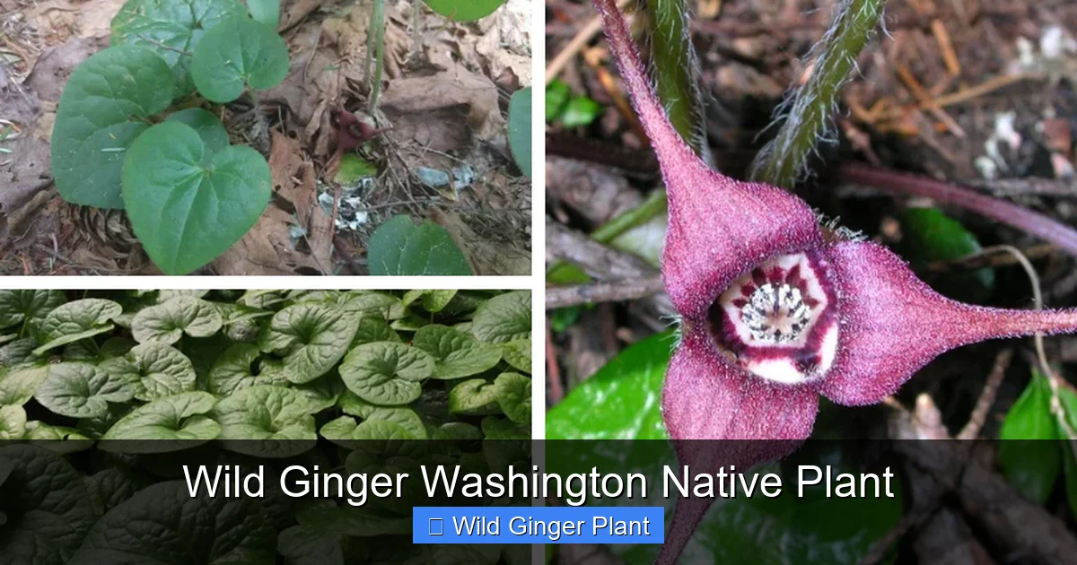 Wild Ginger Washington Native Plant