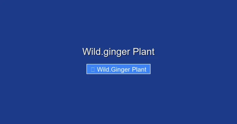 Wild.ginger Plant
