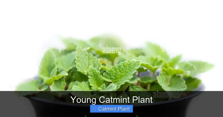 Young Catmint Plant