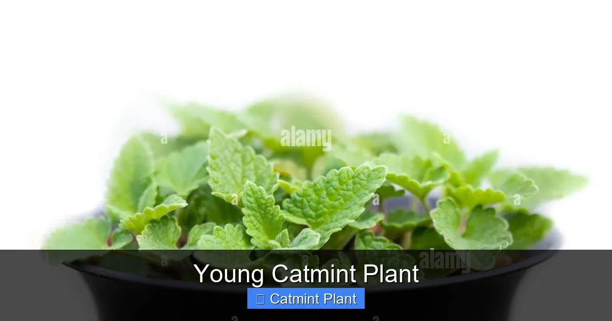 Young Catmint Plant