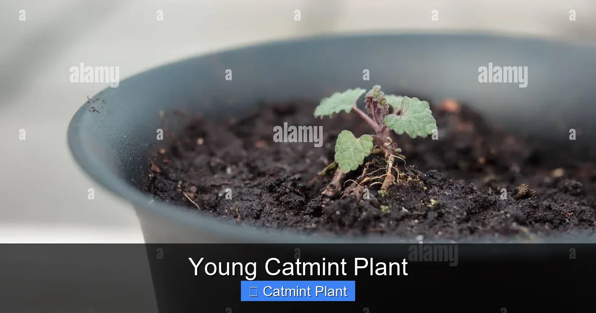 Young Catmint Plant